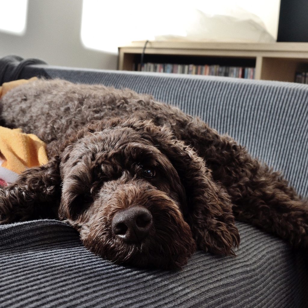 A Labradoodle dog lies on a sofa in the living room