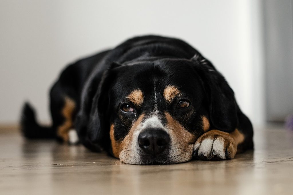 a large tri-colored dog lying on a wooden floor