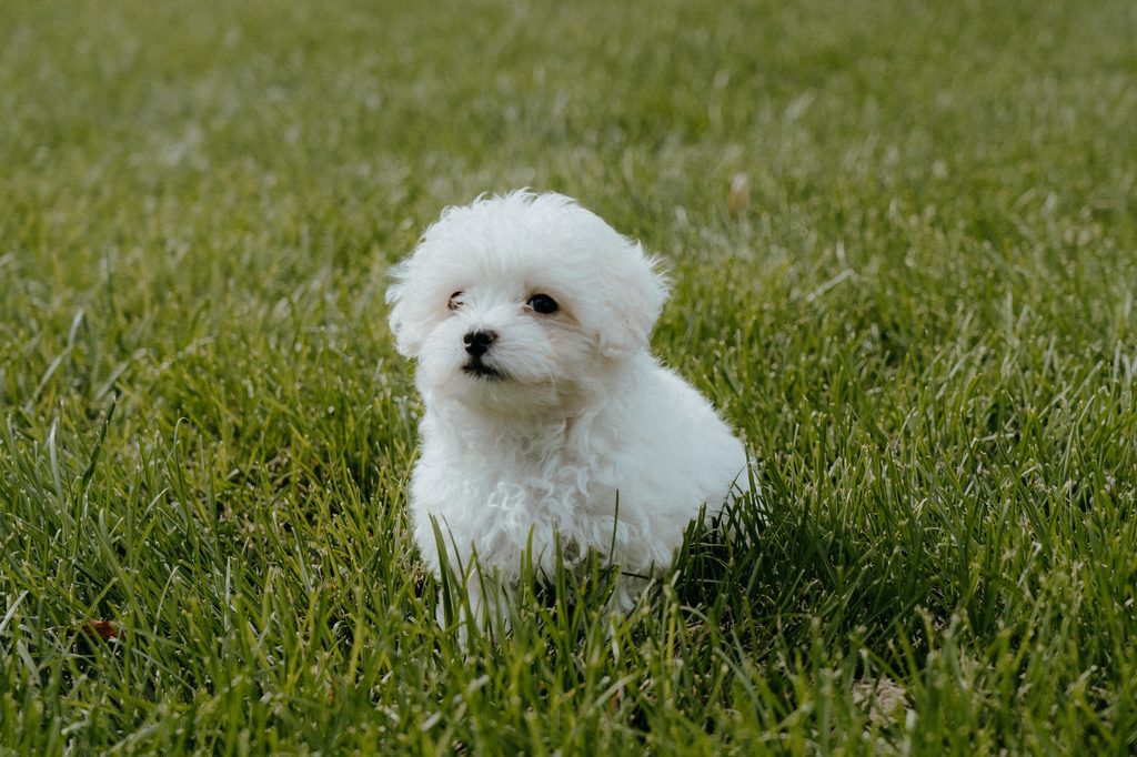 A Maltipoo dog sits in the middle of a grassy field