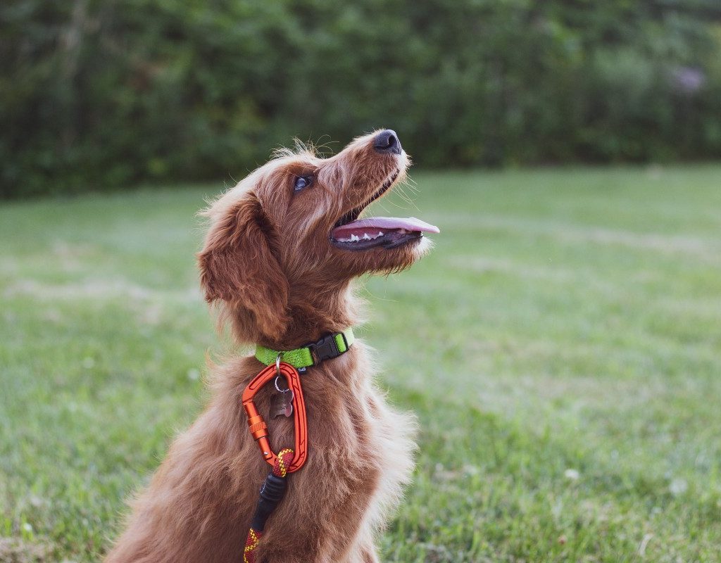 A brown shepherd in a park