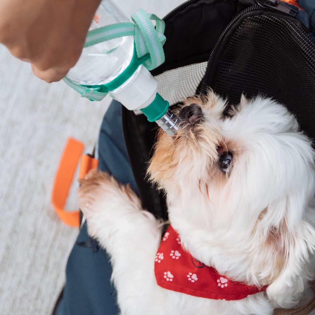 A small dog drinks from a water bottle