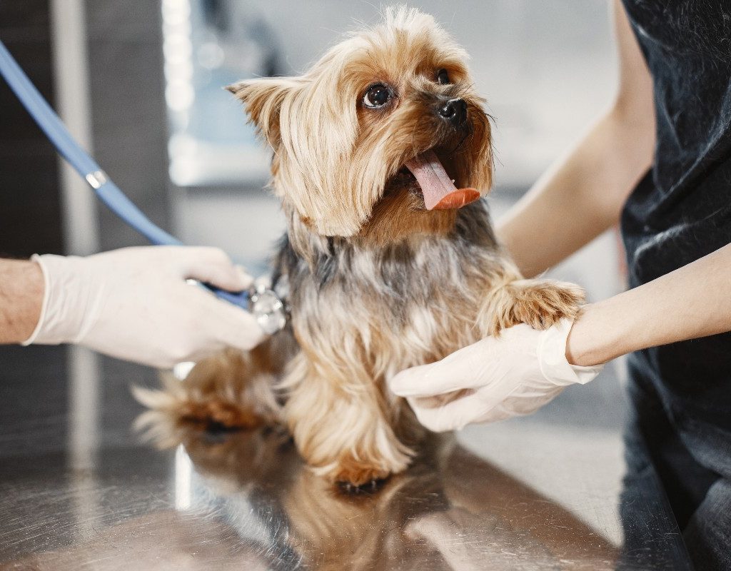 a vet evaluating a yorkie with their tongue out