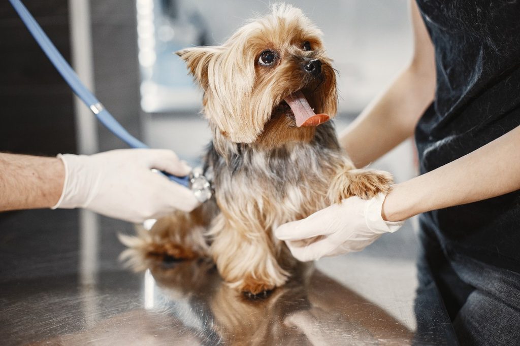 A vet evaluating a yorkie with their tongue out