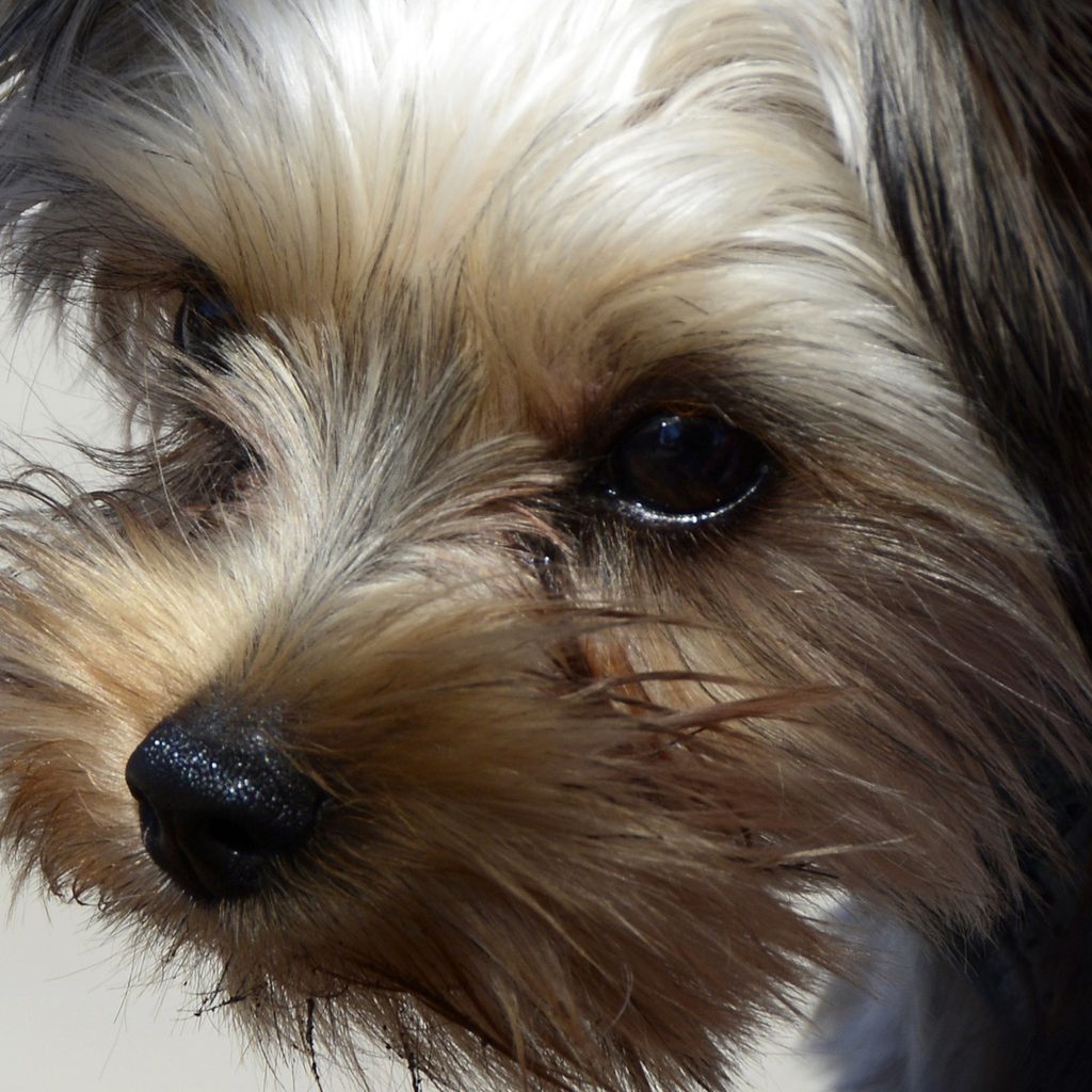 A Yorkipoo dog's face