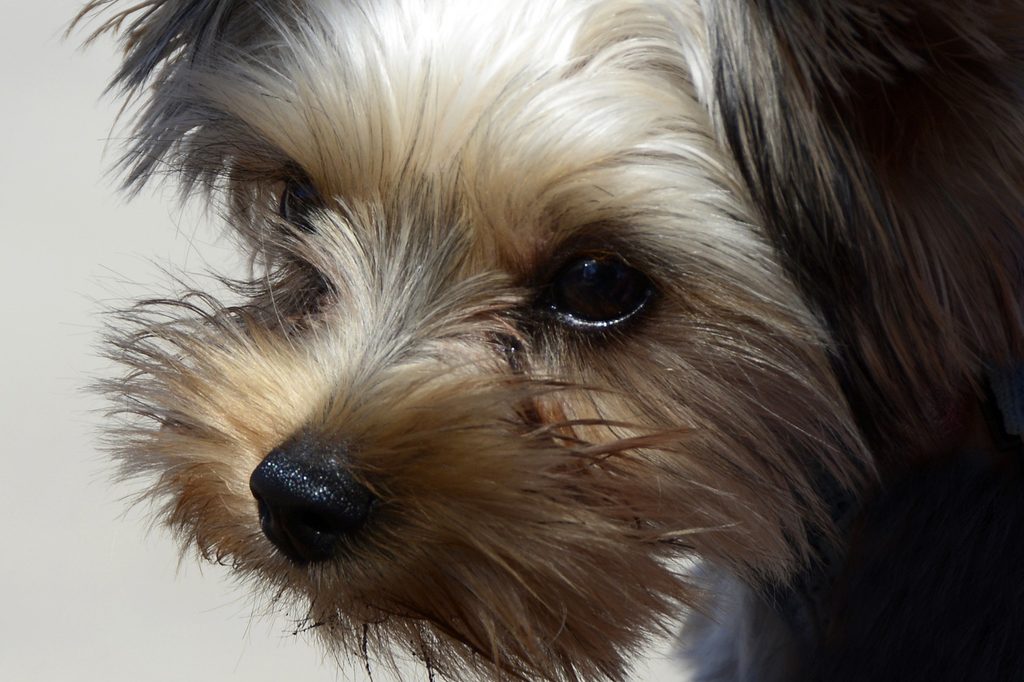 A Yorkipoo dog's face