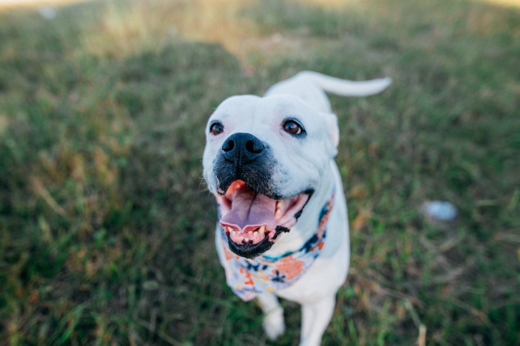an american bulldog with tongue out on grass