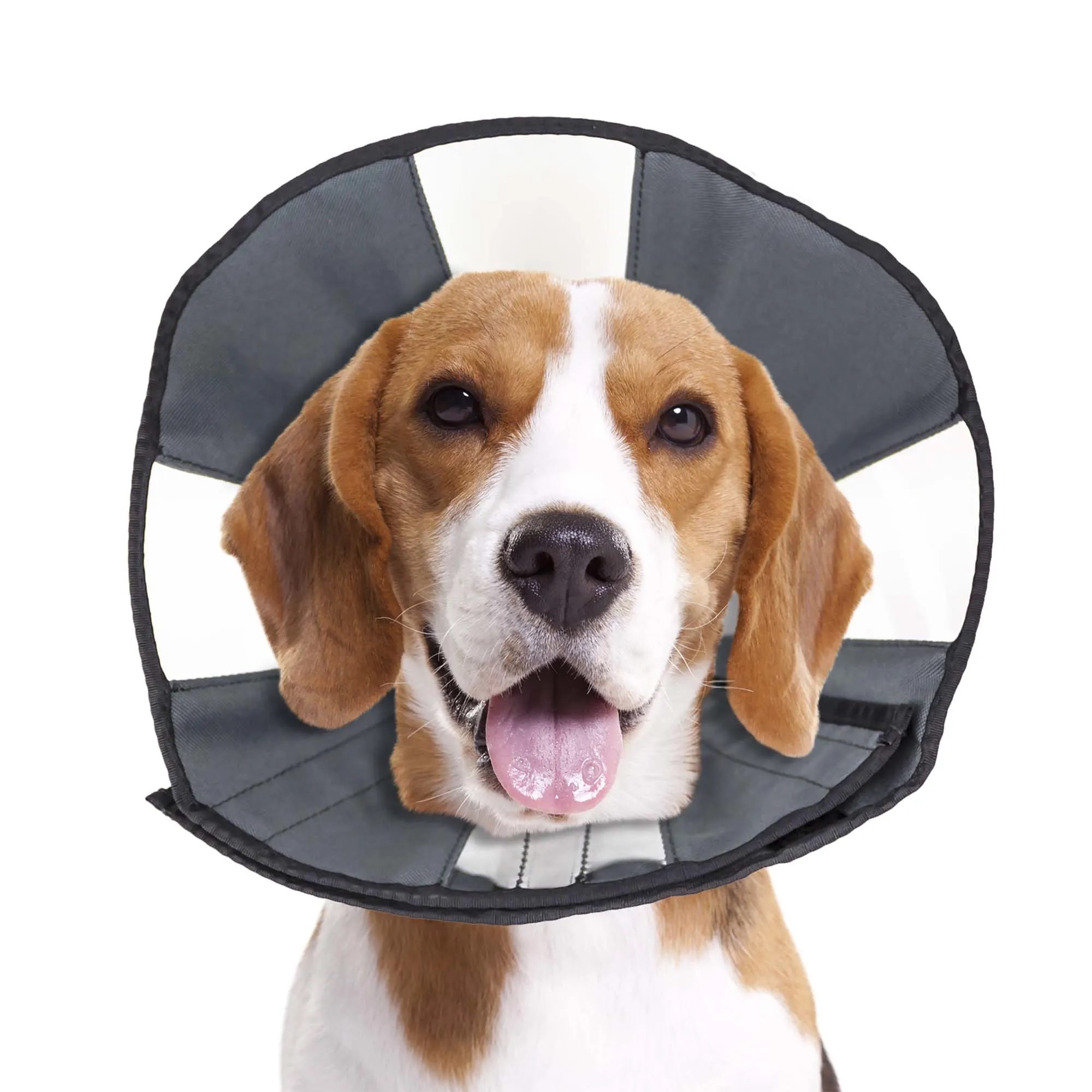 A close-up shot of a beagle wearing a Zencone collar.