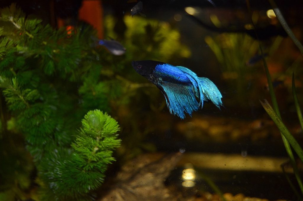 A betta swims with plants in his tank