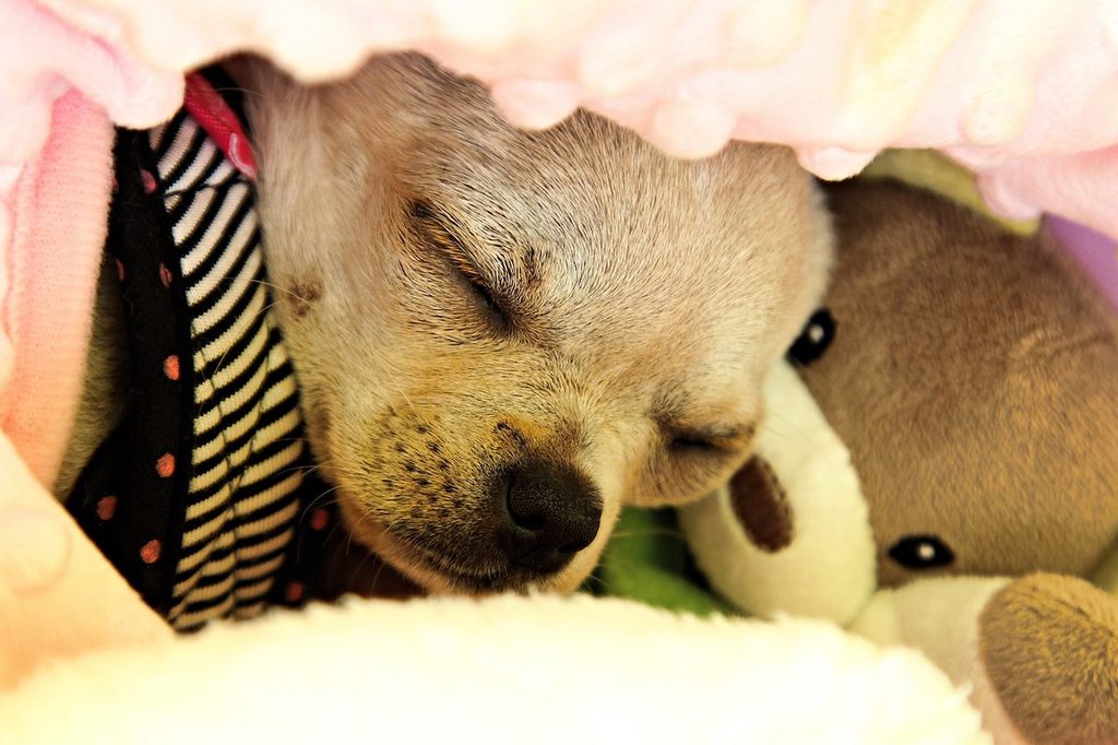 Chihuahua sleeps with her teddy bear