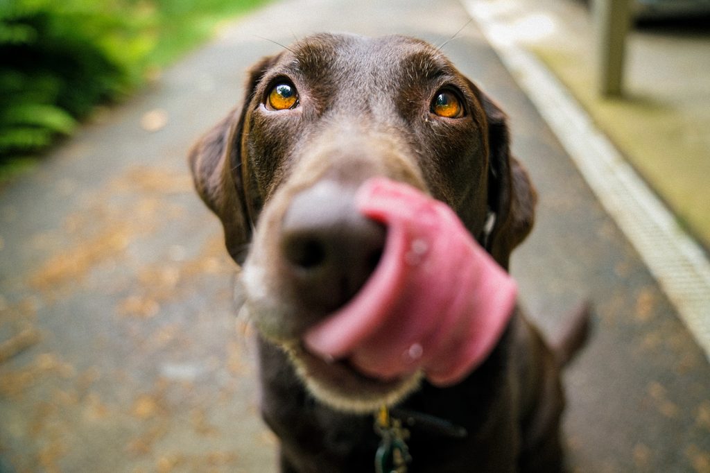 A chocolate Labrador retriever licks their lips with their nose close to the camera