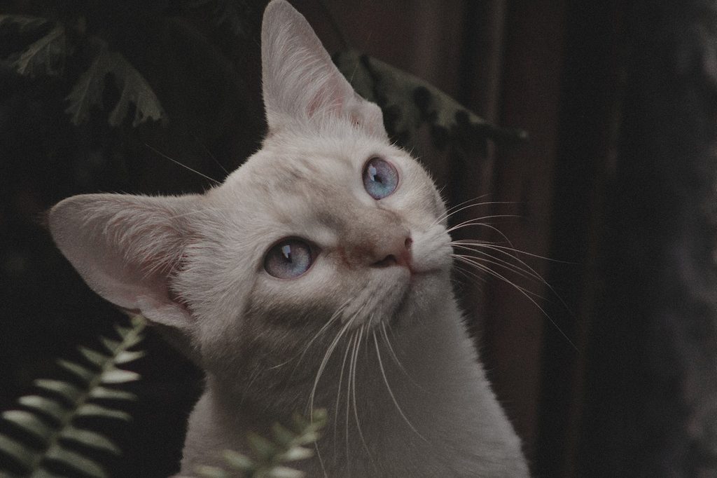 A close-up shot of a blue-eyed white cat.
