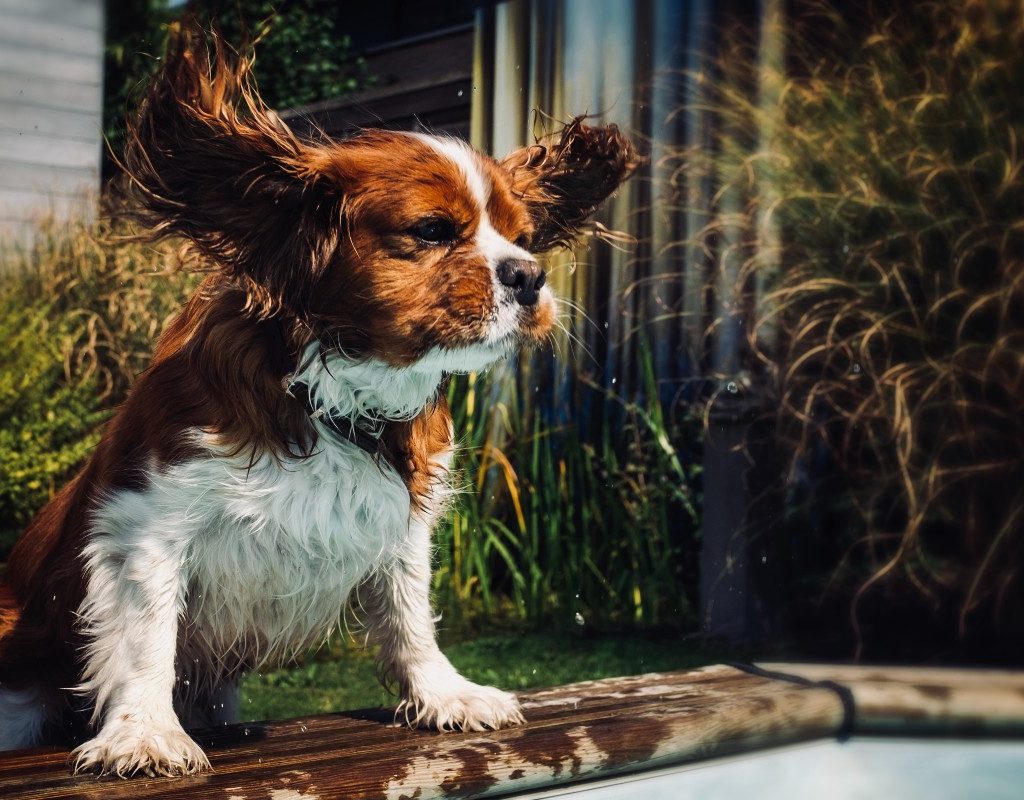 A cocker spaniel shaking their head by a pool