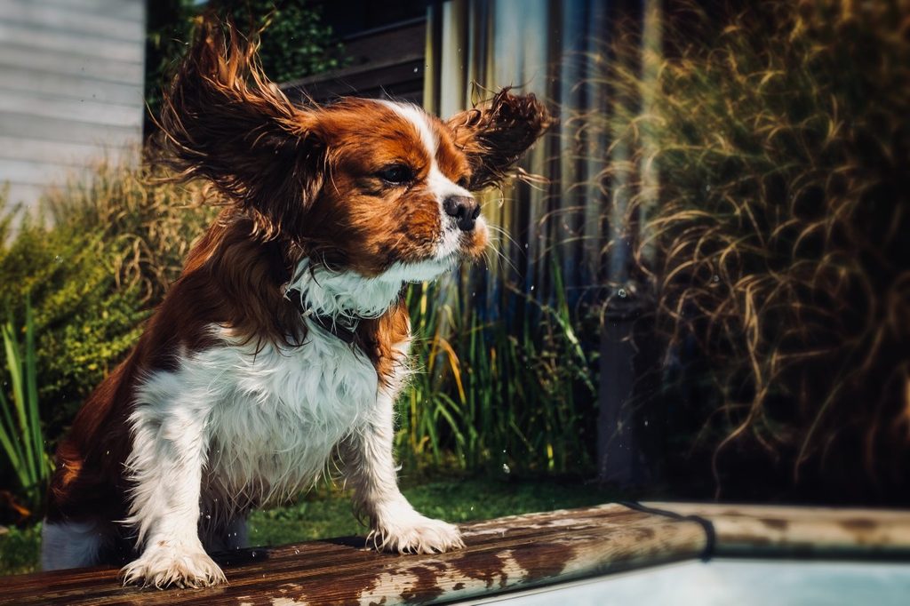 A cocker spaniel shaking their head by a pool