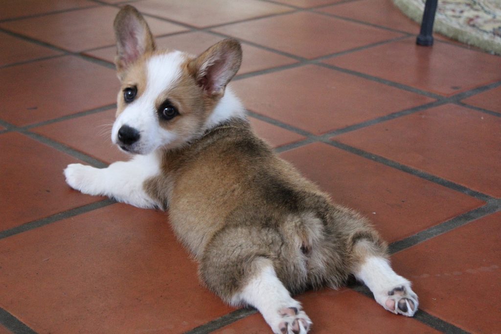 A corgi puppy lies on the floor with their legs out behind them