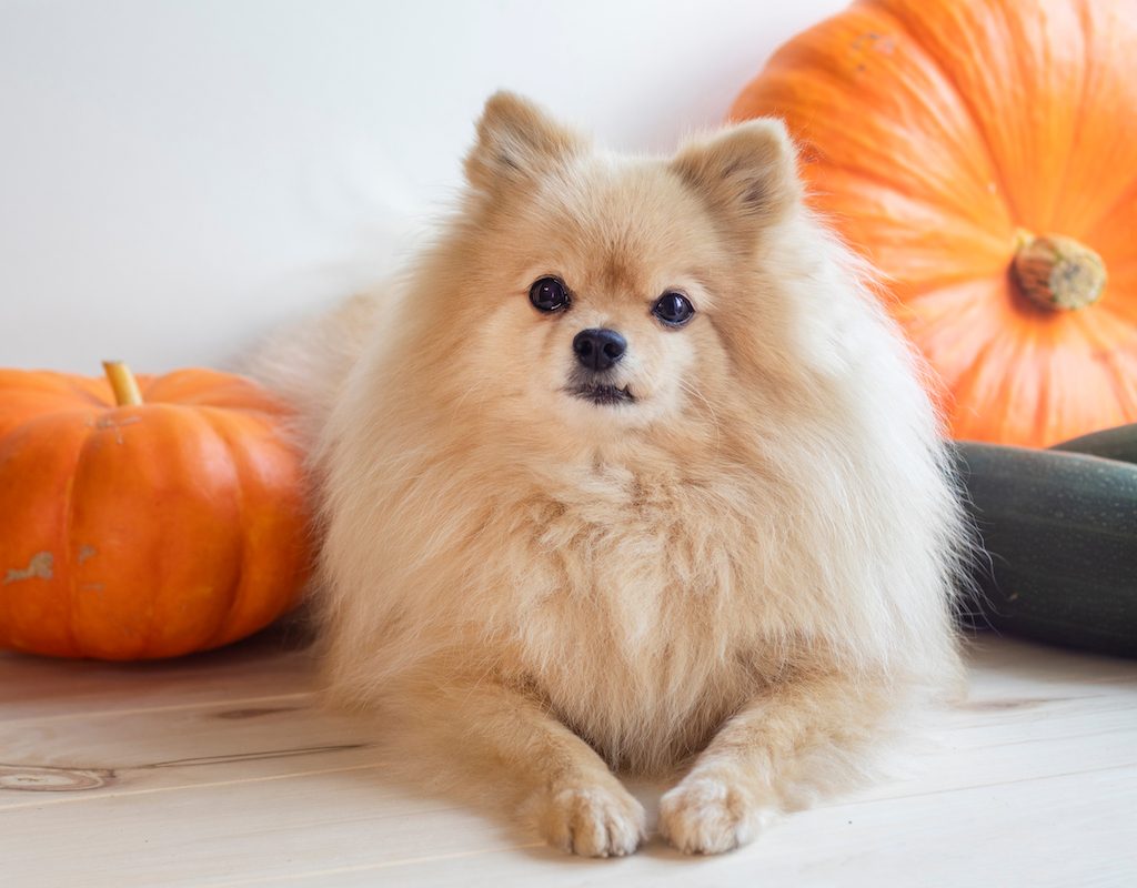Cute little puppy, Pomeranian Spitz dog with pumpkins and zucchini. Autumn vegetable harvesting.