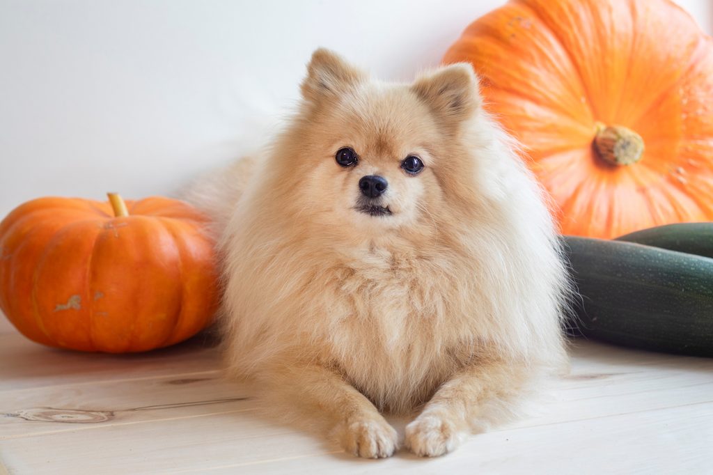 Dog surrounded by pumpkins and other fall foods