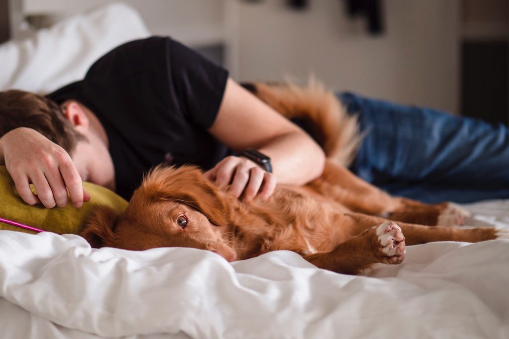 Golden retriever sleeping in bed with owner