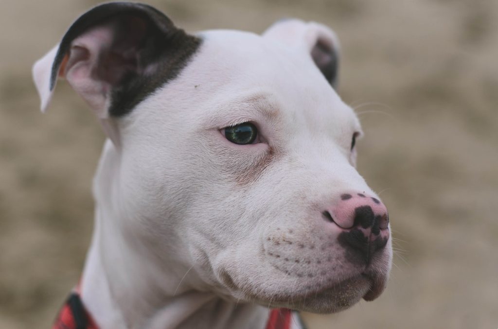 Close-up of a bully breed dog