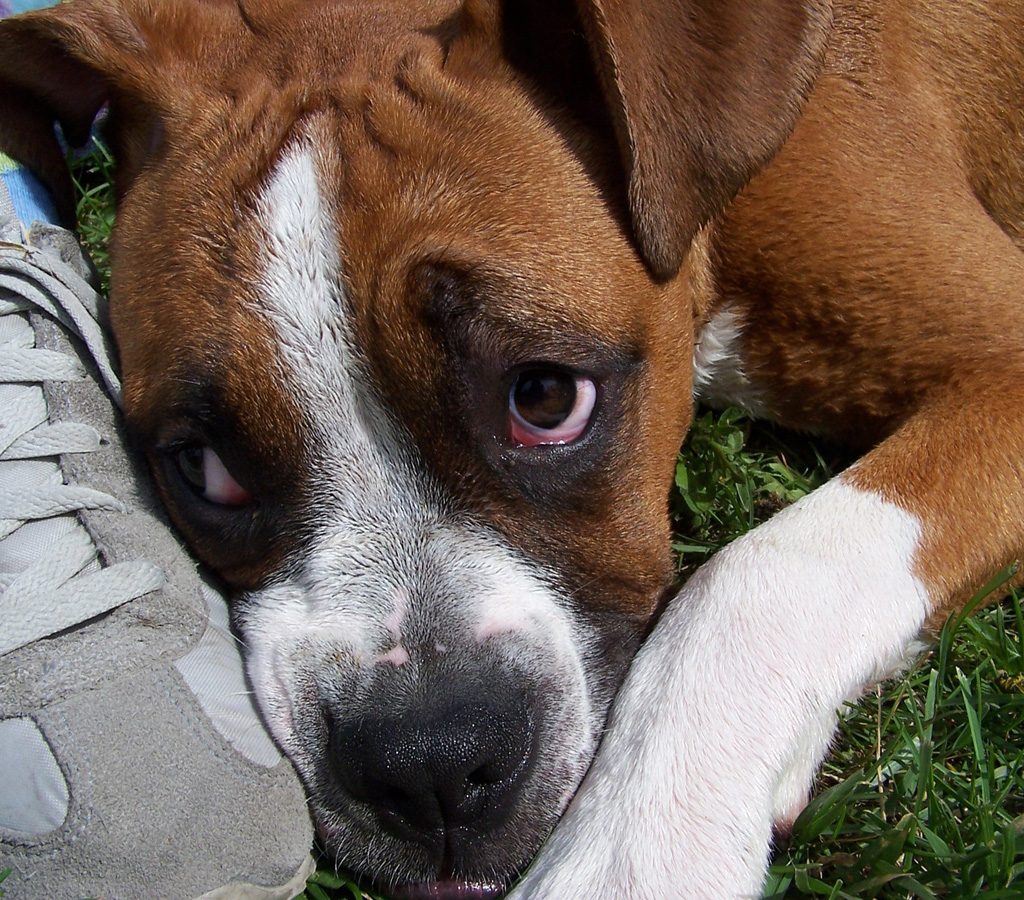 Sad dog resting his head near a shoe