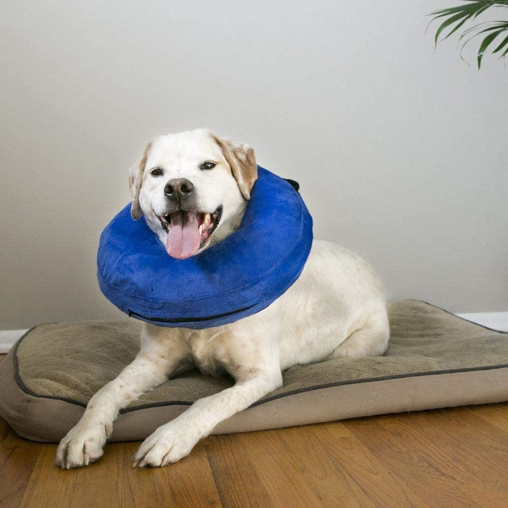 A yellow Labrador retriever lying on a dog bed wearing a blue e-collar.