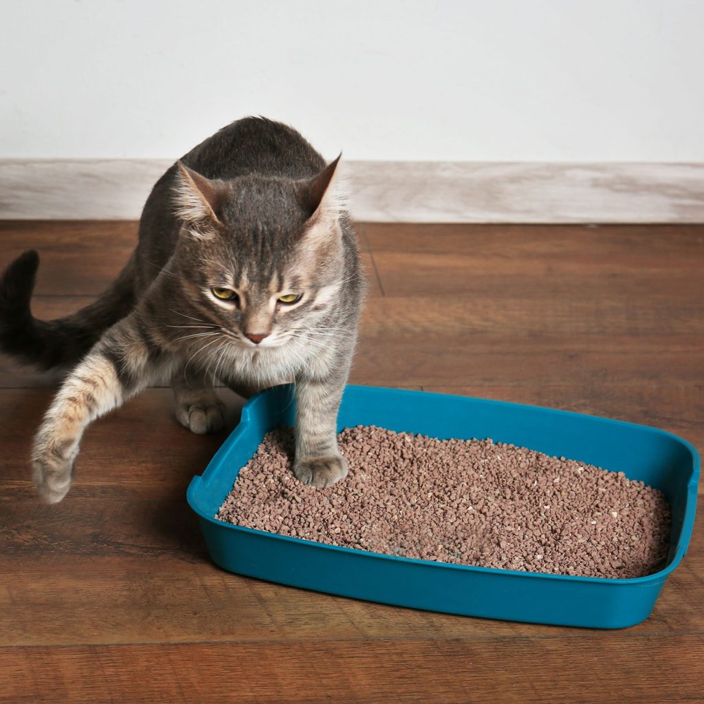 A cat shakes its paw in the litter box
