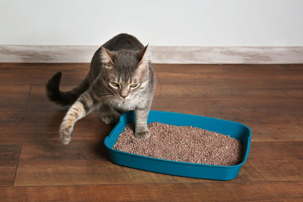 A cat shakes its paw in the litterbox