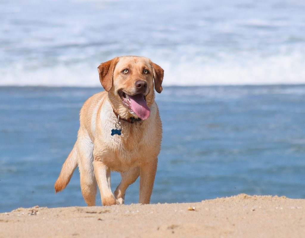Pup in the sand on the dog-friendly Carmel-by-the-Sea beach