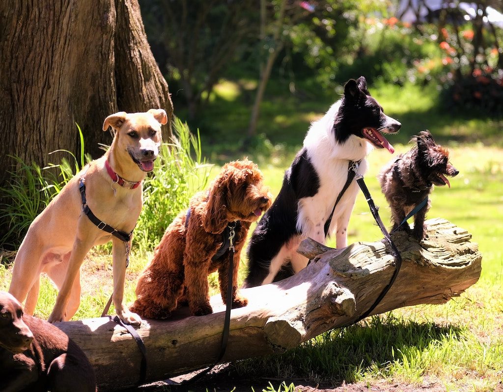 Four dogs sit on a log outside