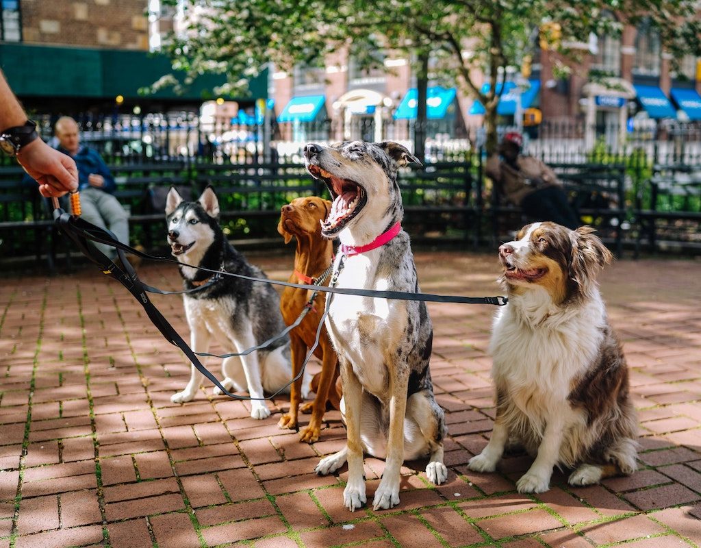 A group of dogs sits on the sidewalk during their walk