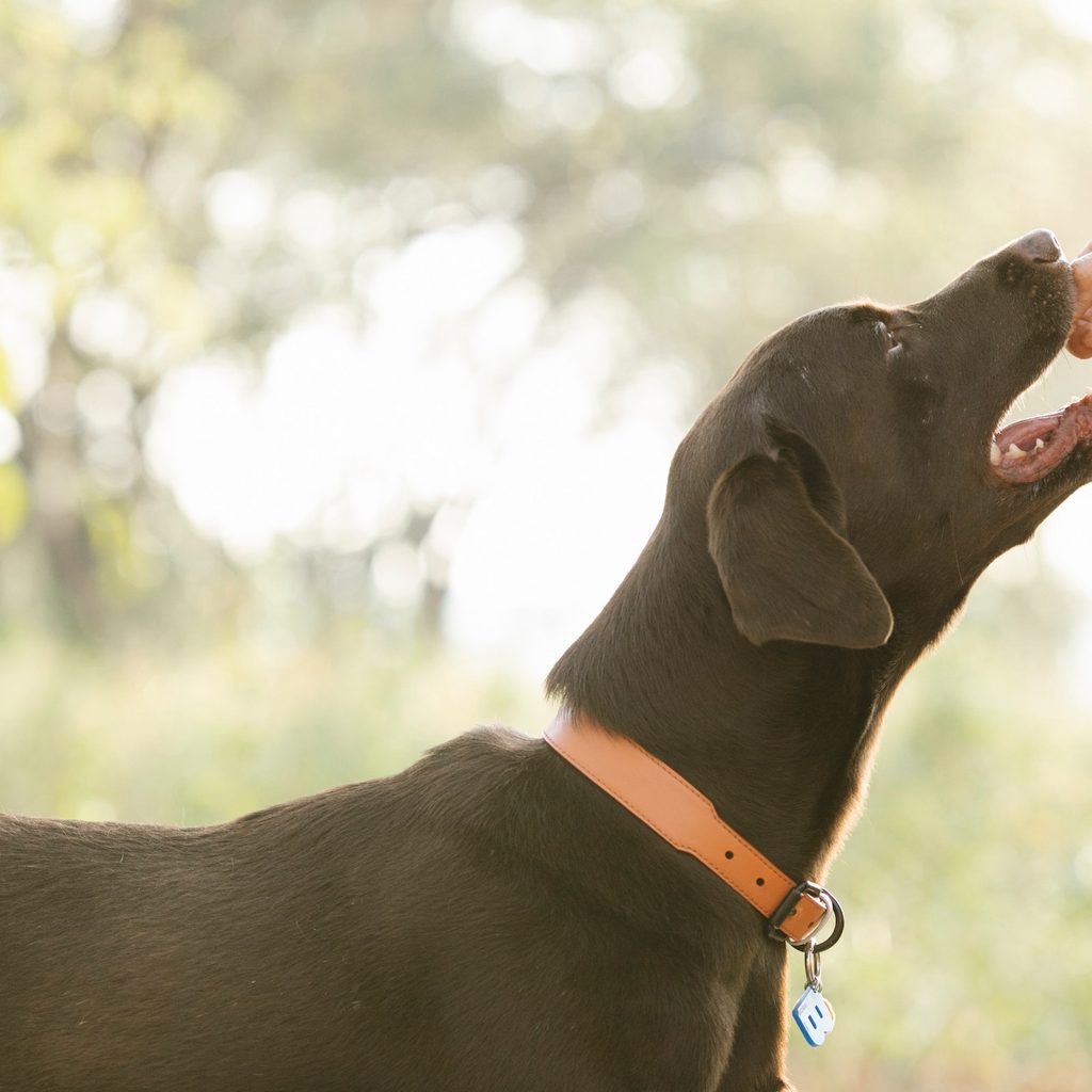 A Labrador retriever eats a treat that a person holds out