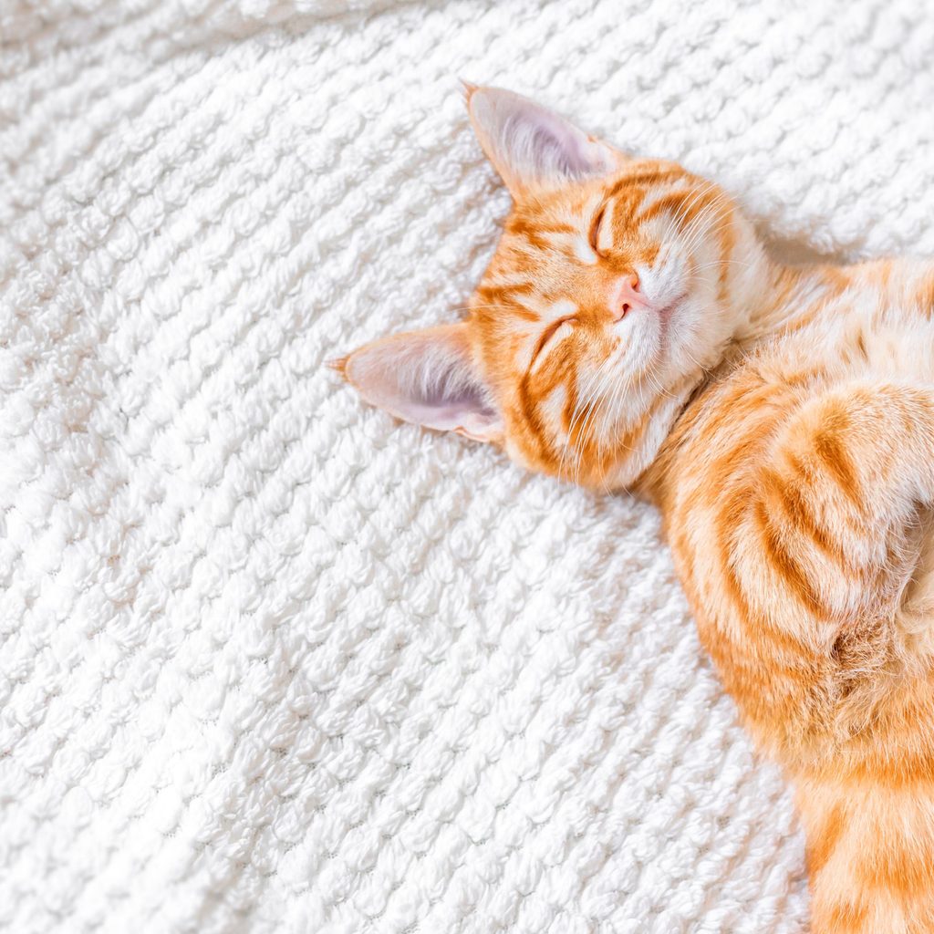 A cat relaxes on a blanket