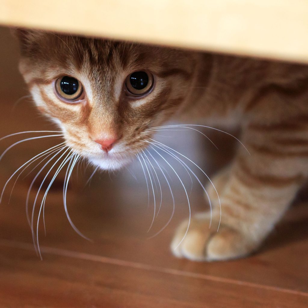 A scared tabby cat hides under furniture