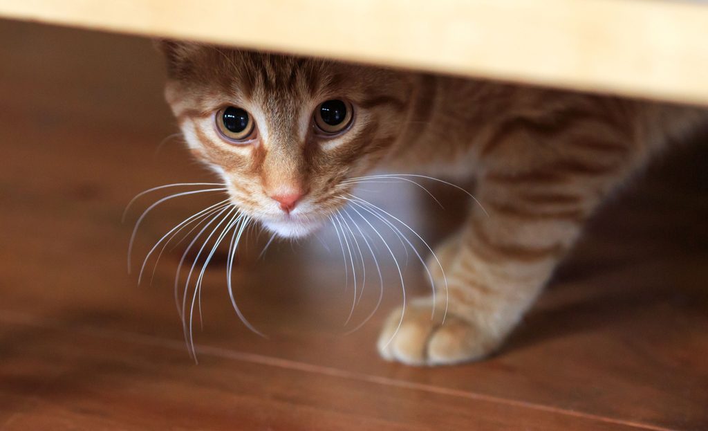 A scared tabby cat hides under furniture