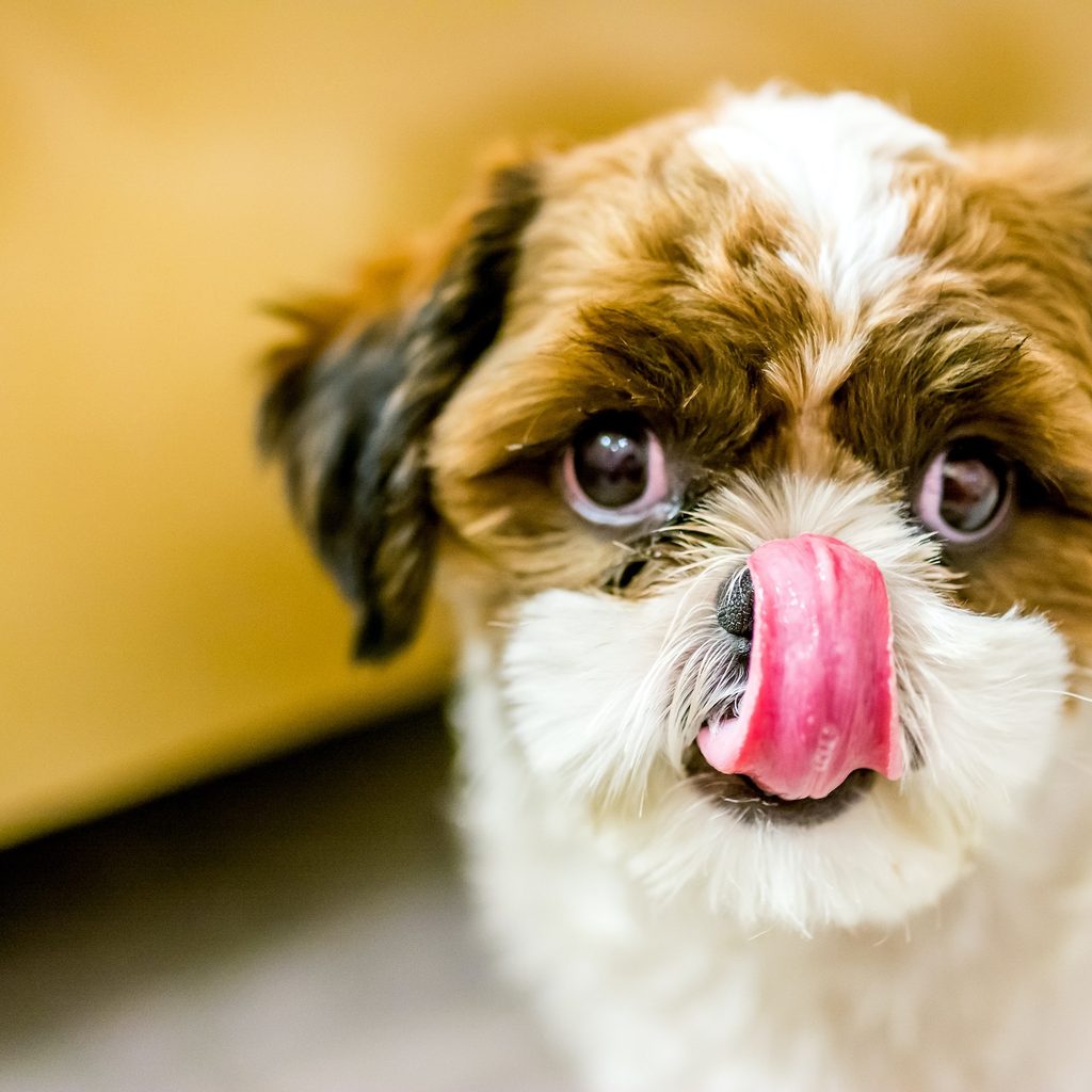 A Shih Tzu dog licks their nose while standing close to the camera