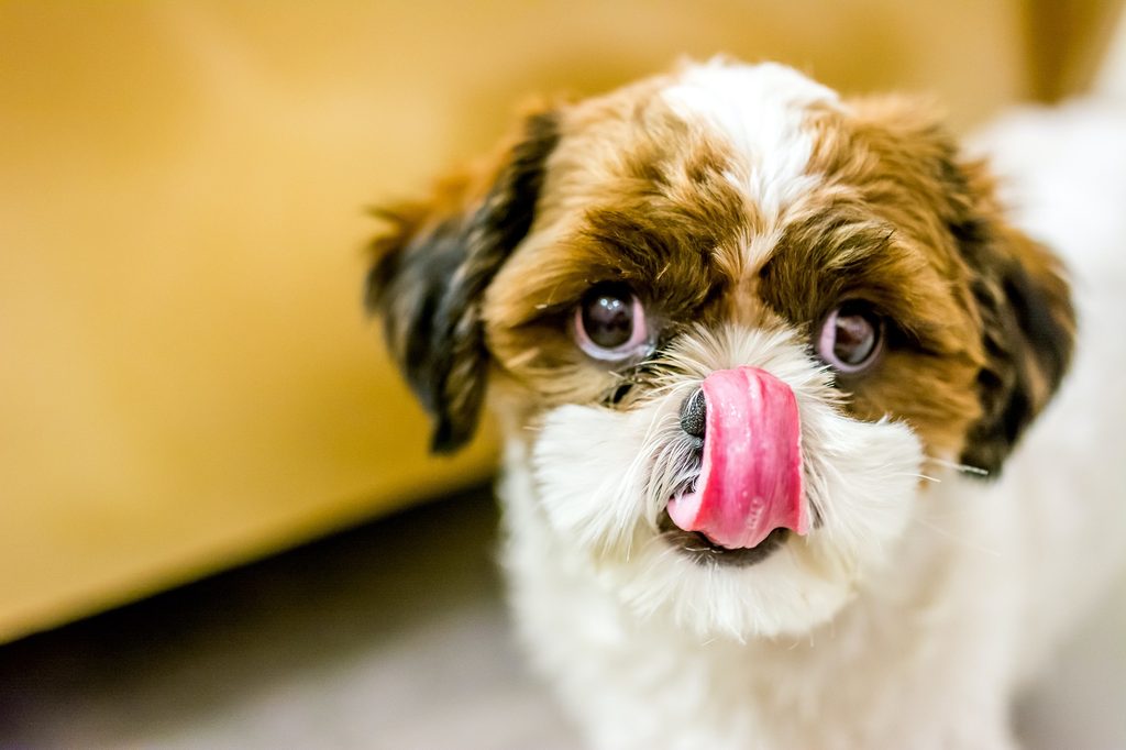 A Shih Tzu dog licks their nose while standing close to the camera
