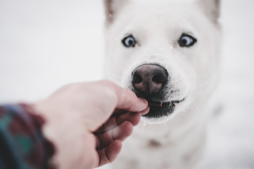 A white husky dog eats a treat from a person's hand
