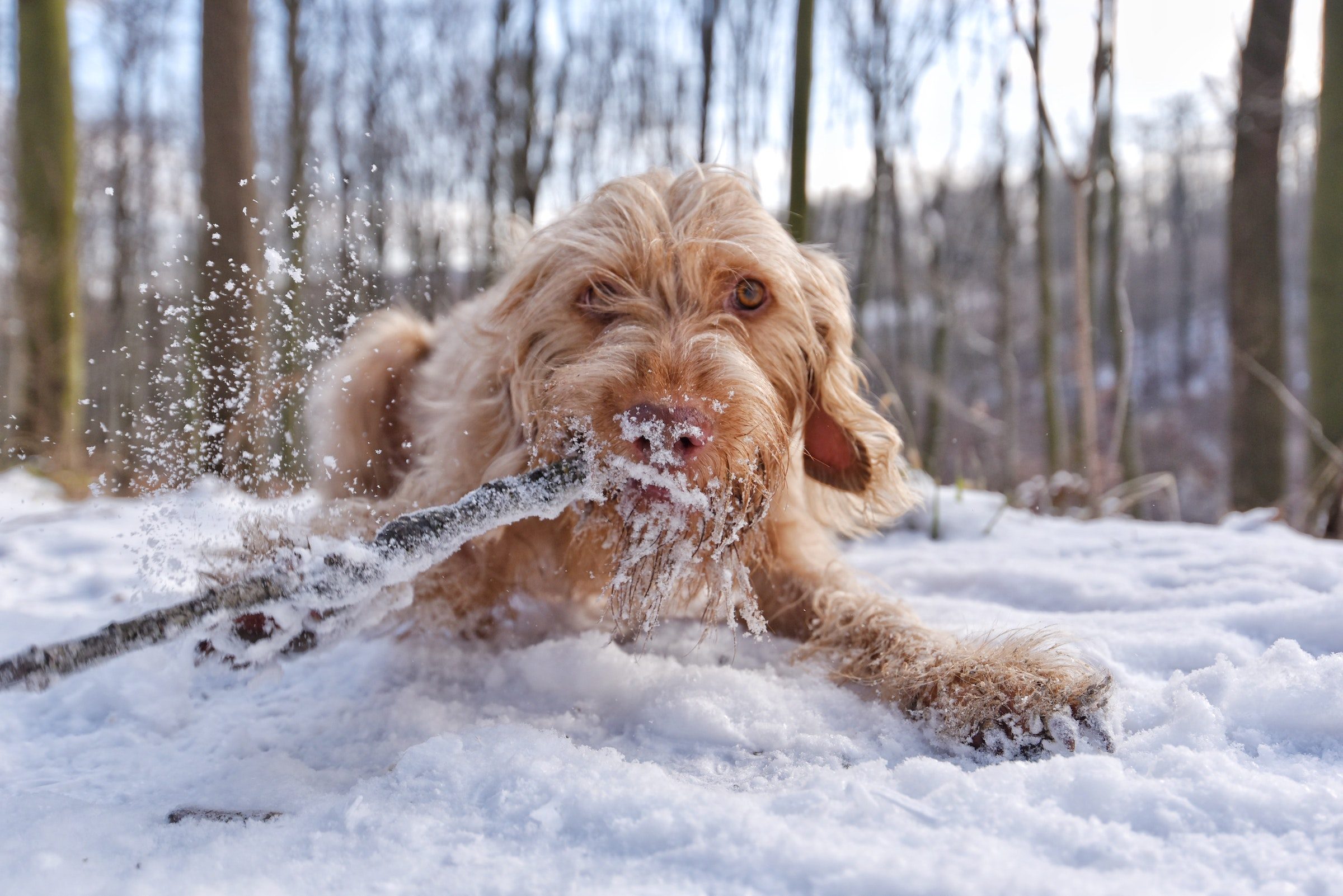 A brown dog plays outdoors in the snow
