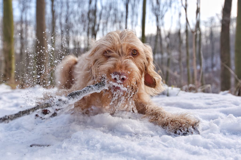A brown dog plays in the snow in a winter forest