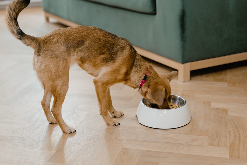 A brown dog eats from a white dog bowl in the middle of the floor