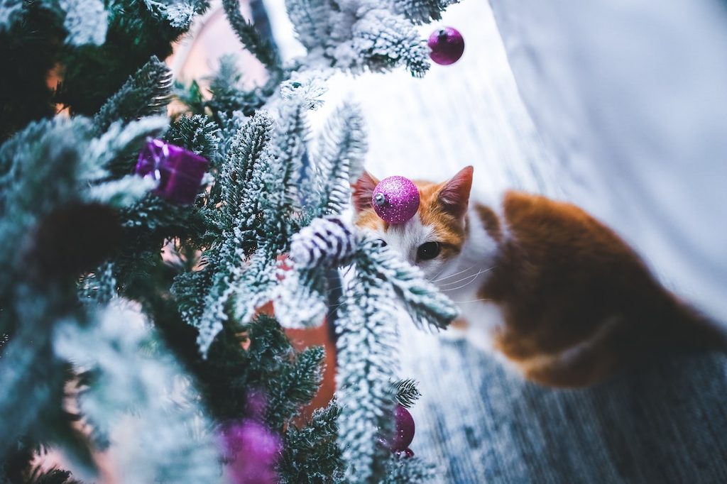 A cat stares up at a Christmas tree with an ornament on her head
