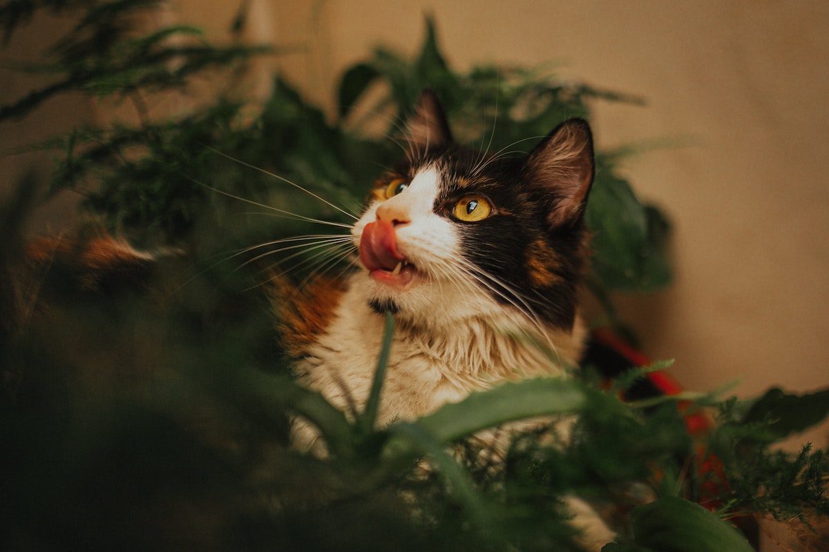 Cat eats Christmas plants
