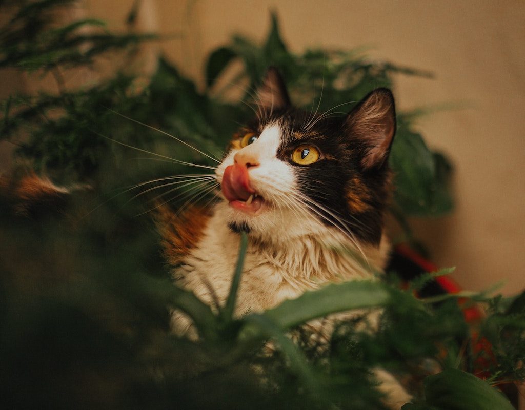 Cat eats Christmas plants