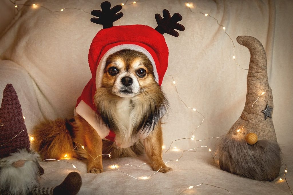 Chihuahua dresses in a reindeer hat ready to meet Santa