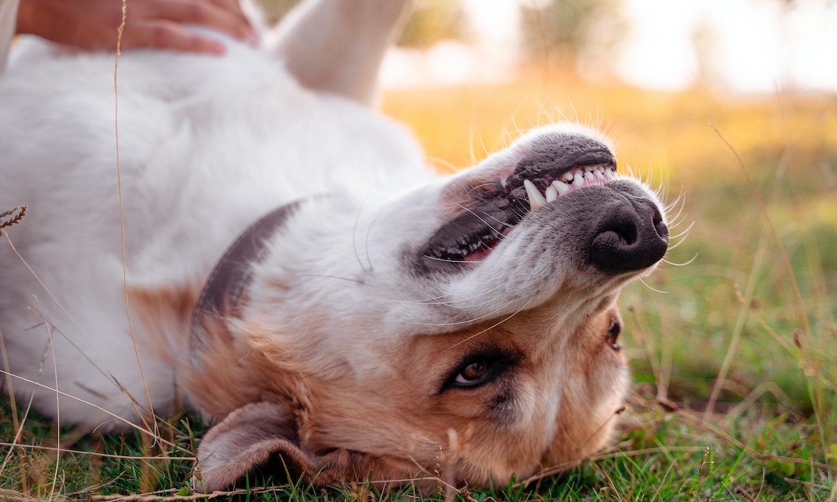 A dog happily shows her teeth while lying on her back and getting a belly rub