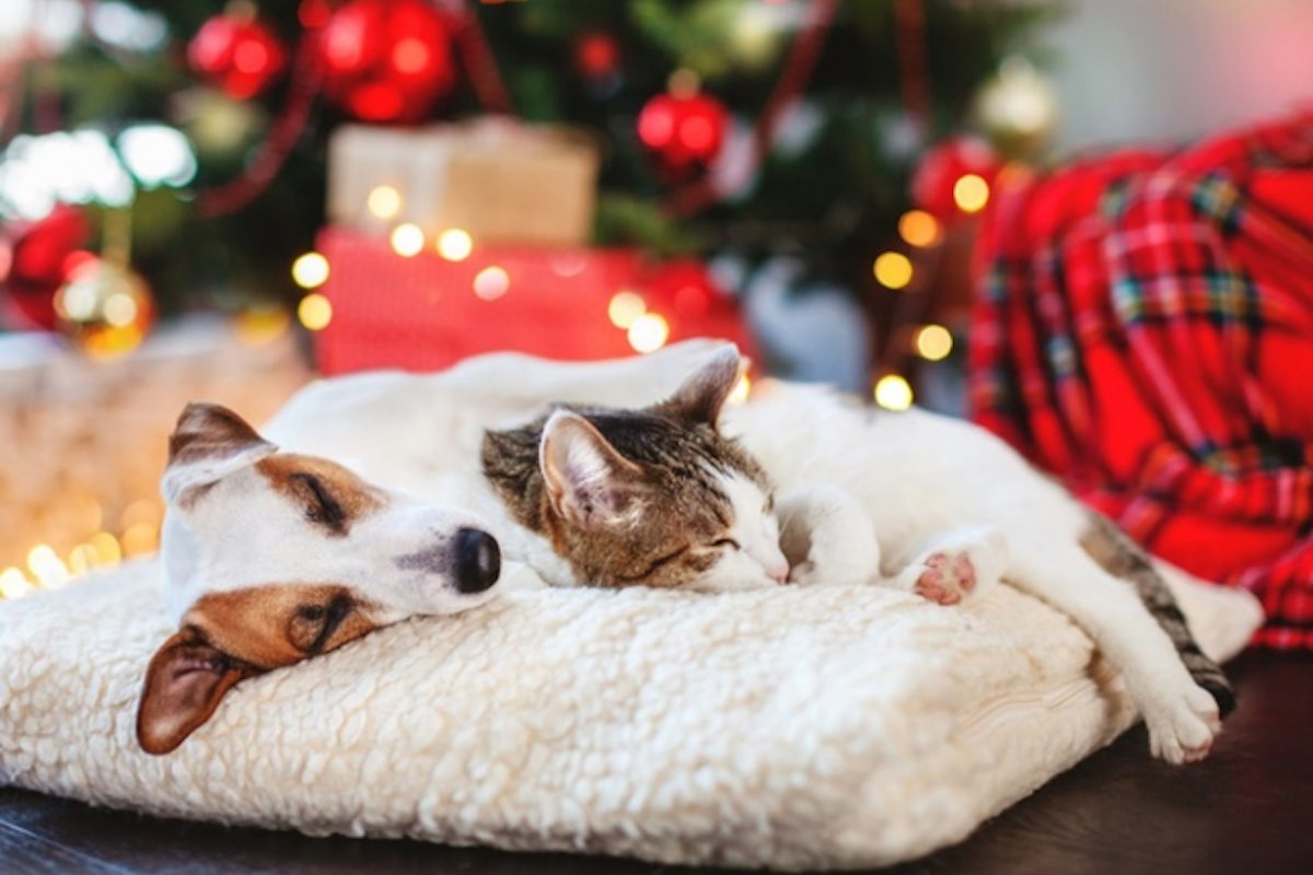 Cat and dog cuddle on a blanket next to a Christmas tree