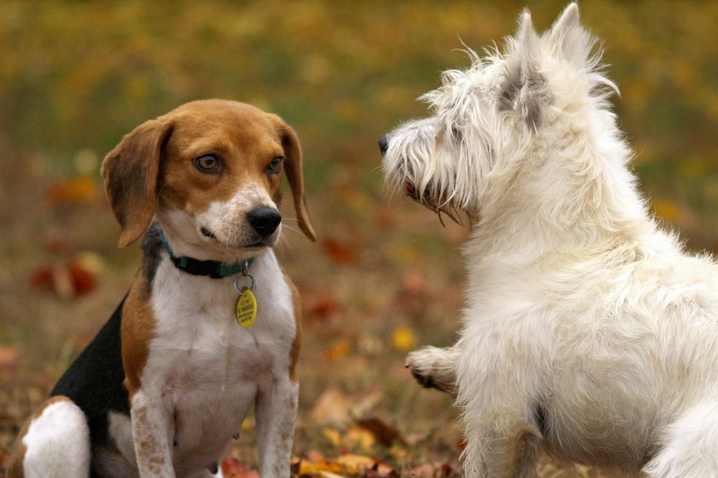 Two dogs outside playing with each other