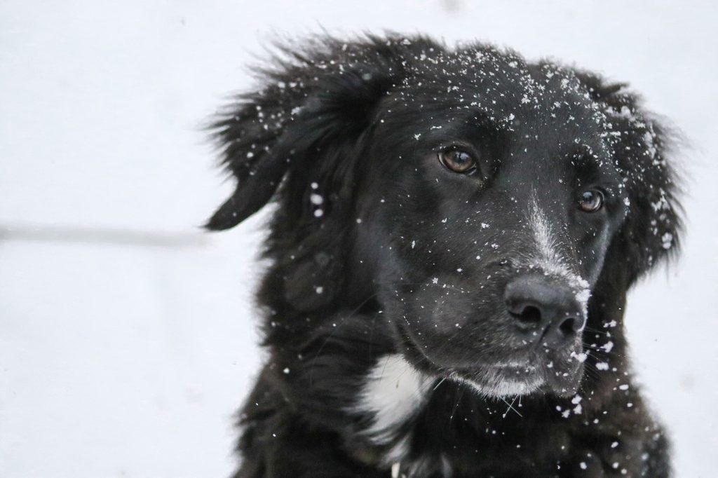 A dog in the snow