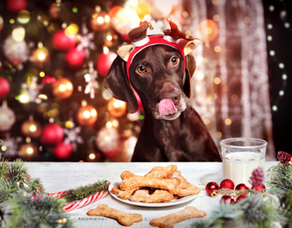 A dog steals dinner from the Christmas table
