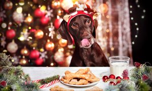 A dog steals dinner from the Christmas table
