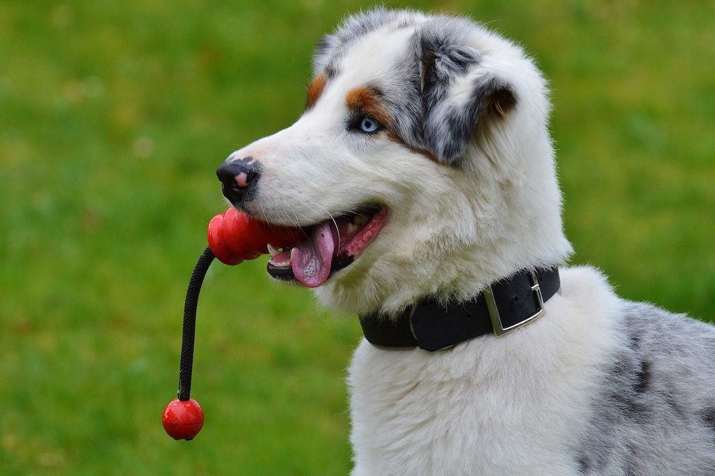 Puppy with a red chew toy